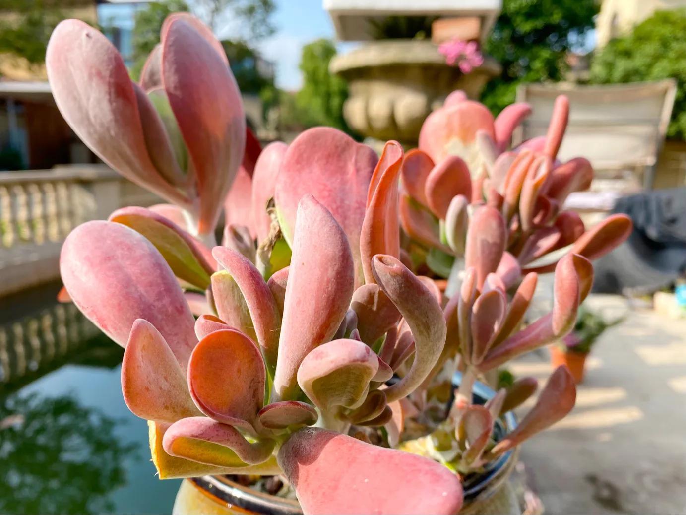 多肉狐貍尾巴怎么養(yǎng)護(hù)_多肉白狐貍_狐貍多肉植物圖