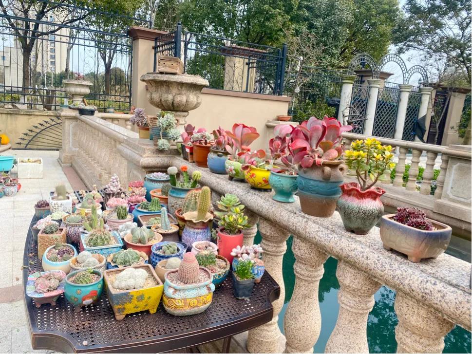 多肉白狐貍_狐貍多肉植物圖_多肉狐貍尾巴怎么養(yǎng)護(hù)