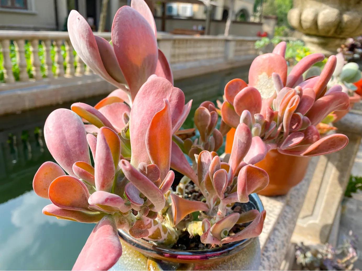 多肉白狐貍_多肉狐貍尾巴怎么養(yǎng)護(hù)_狐貍多肉植物圖