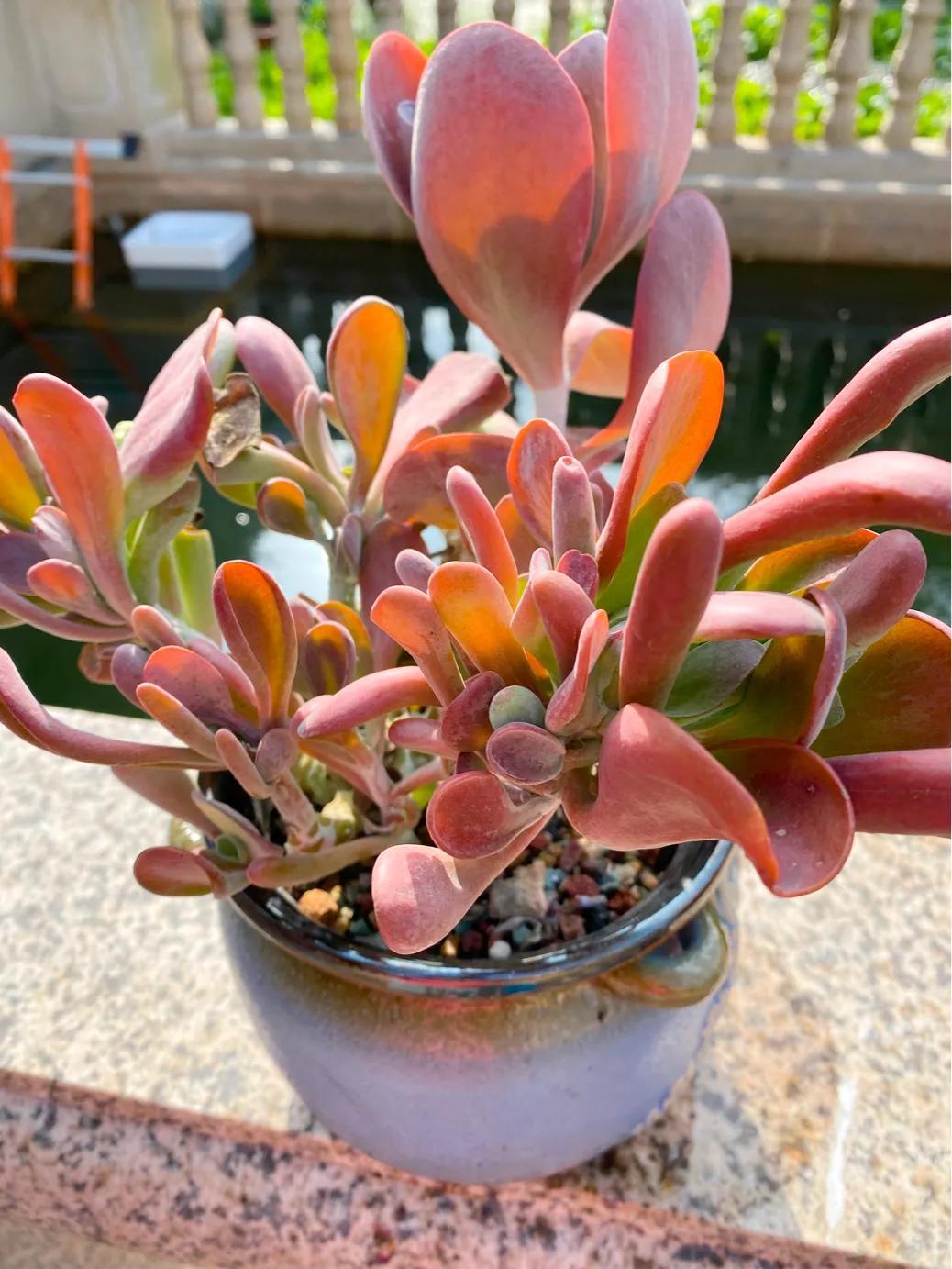 多肉狐貍尾巴怎么養(yǎng)護(hù)_狐貍多肉植物圖_多肉白狐貍