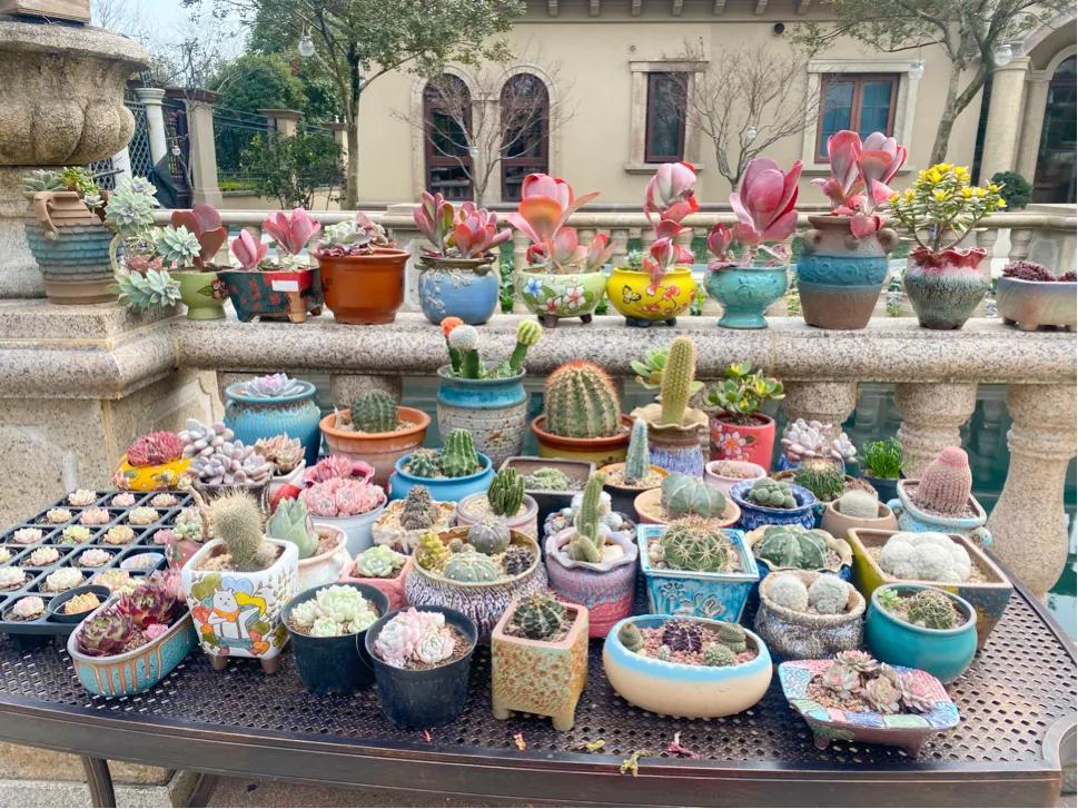 狐貍多肉植物圖_多肉狐貍尾巴怎么養(yǎng)護(hù)_多肉白狐貍