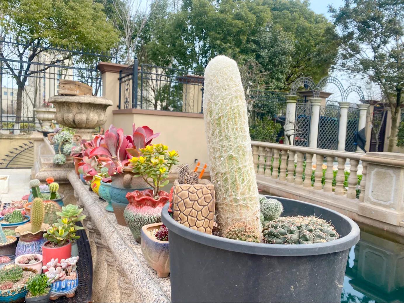 多肉白狐貍_多肉狐貍尾巴怎么養(yǎng)護(hù)_狐貍多肉植物圖