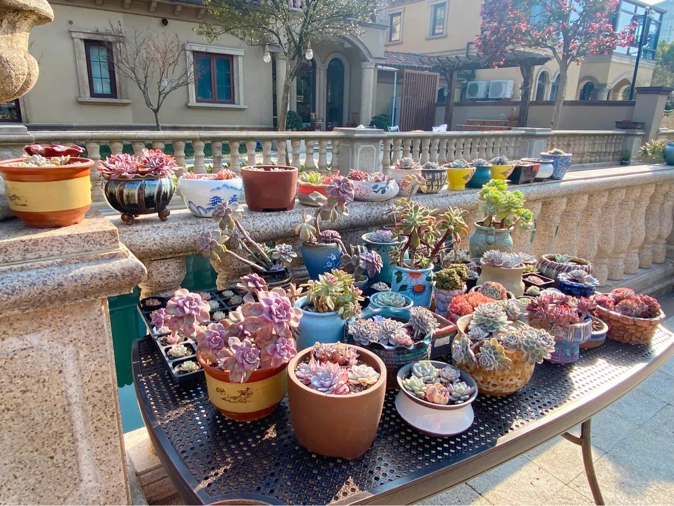 多肉白狐貍_狐貍多肉植物圖_多肉狐貍尾巴怎么養(yǎng)護(hù)