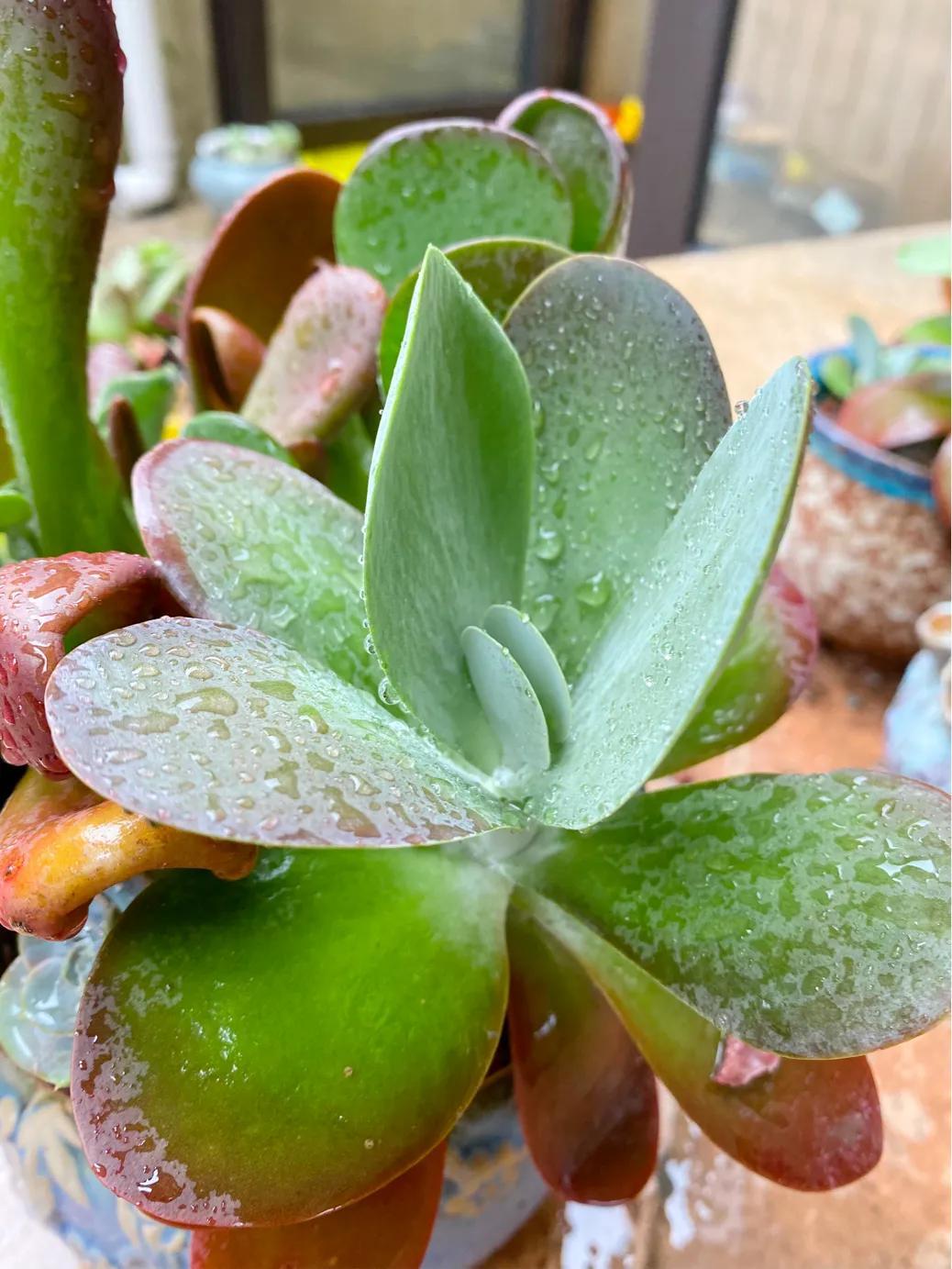 多肉白狐貍_多肉狐貍尾巴怎么養(yǎng)護(hù)_狐貍多肉植物圖