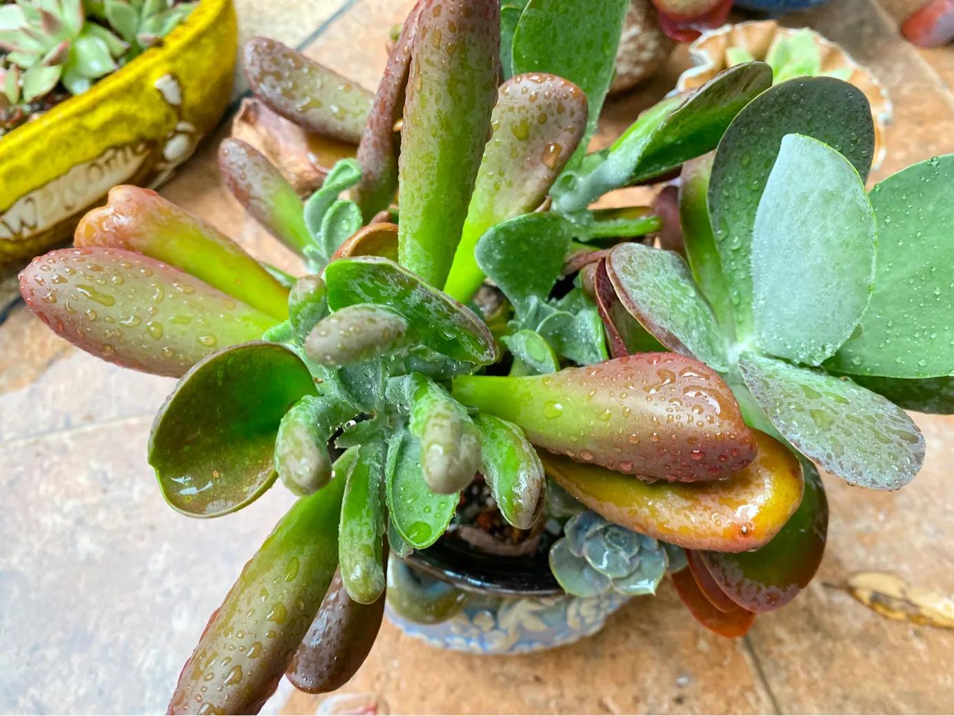 多肉白狐貍_狐貍多肉植物圖_多肉狐貍尾巴怎么養(yǎng)護(hù)