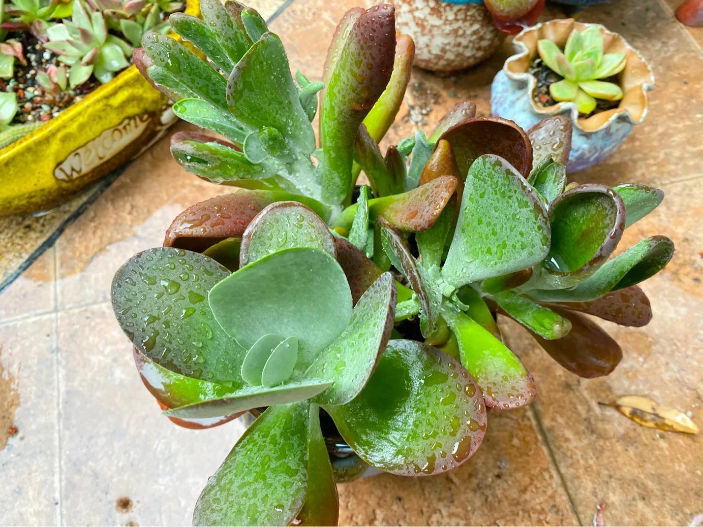 多肉白狐貍_狐貍多肉植物圖_多肉狐貍尾巴怎么養(yǎng)護(hù)