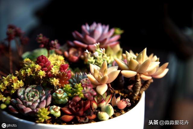 八爪多肉的樣子_八爪魚多肉_八爪魷魚多肉