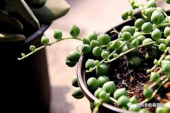 多肉適合室內(nèi)養(yǎng)殖_室內(nèi)養(yǎng)多肉適合什么花_適合室內(nèi)養(yǎng)的多肉