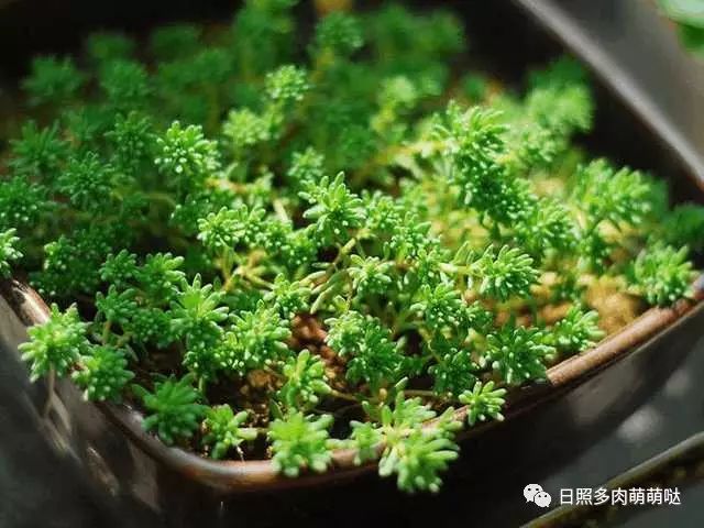 多肉適合室內(nèi)養(yǎng)殖_室內(nèi)養(yǎng)多肉適合什么花_適合室內(nèi)養(yǎng)的多肉