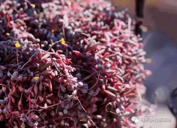 多肉適合室內(nèi)養(yǎng)殖_室內(nèi)養(yǎng)多肉適合什么花_適合室內(nèi)養(yǎng)的多肉