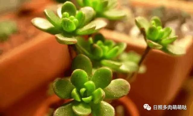 多肉適合室內(nèi)養(yǎng)殖_適合室內(nèi)養(yǎng)的多肉_室內(nèi)養(yǎng)多肉適合什么花