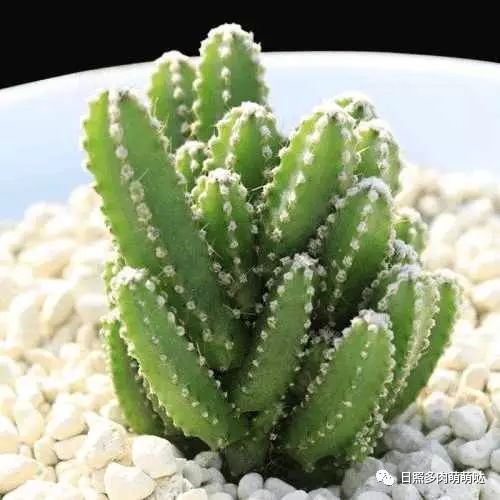 室內(nèi)養(yǎng)多肉適合什么花_多肉適合室內(nèi)養(yǎng)殖_適合室內(nèi)養(yǎng)的多肉