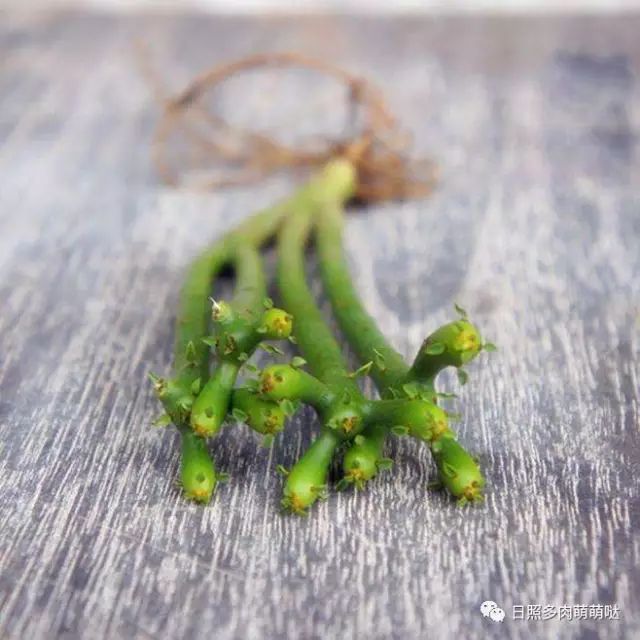 多肉適合室內(nèi)養(yǎng)殖_室內(nèi)養(yǎng)多肉適合什么花_適合室內(nèi)養(yǎng)的多肉