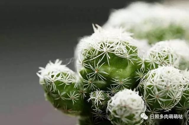 多肉適合室內(nèi)養(yǎng)殖_室內(nèi)養(yǎng)多肉適合什么花_適合室內(nèi)養(yǎng)的多肉