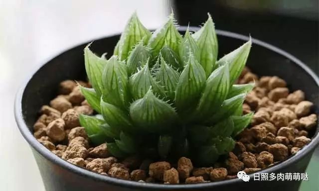 多肉適合室內(nèi)養(yǎng)殖_室內(nèi)養(yǎng)多肉適合什么花_適合室內(nèi)養(yǎng)的多肉