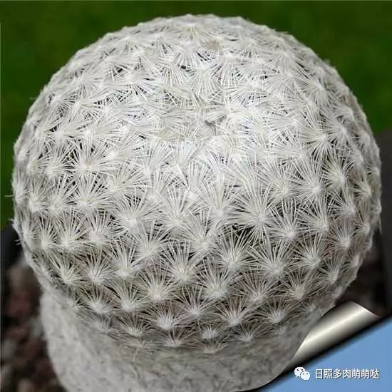 室內(nèi)養(yǎng)多肉適合什么花_適合室內(nèi)養(yǎng)的多肉_多肉適合室內(nèi)養(yǎng)殖