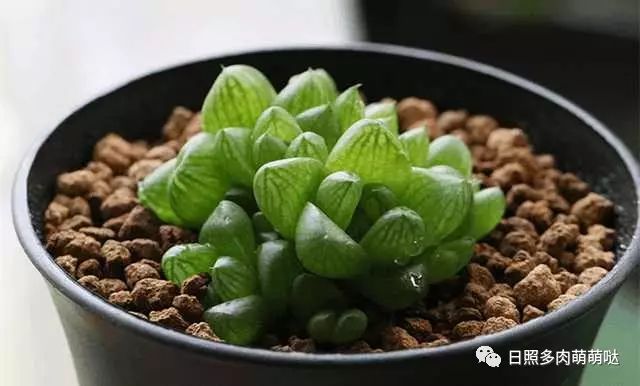 室內(nèi)養(yǎng)多肉適合什么花_多肉適合室內(nèi)養(yǎng)殖_適合室內(nèi)養(yǎng)的多肉