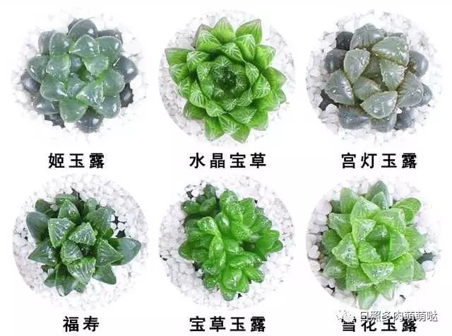 室內(nèi)養(yǎng)多肉適合什么花_多肉適合室內(nèi)養(yǎng)殖_適合室內(nèi)養(yǎng)的多肉