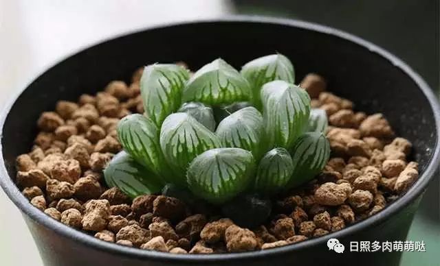 室內(nèi)養(yǎng)多肉適合什么花_適合室內(nèi)養(yǎng)的多肉_多肉適合室內(nèi)養(yǎng)殖