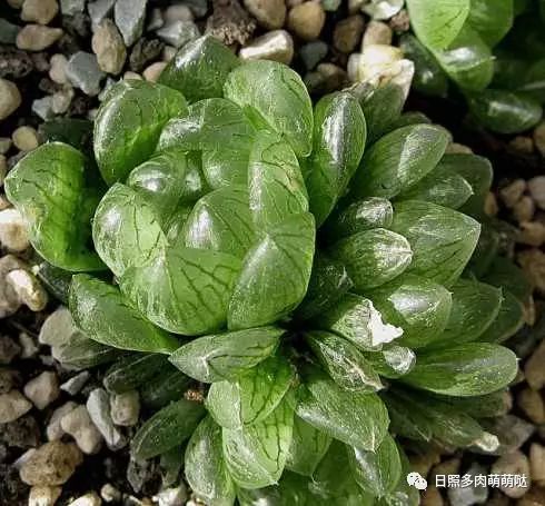 適合室內(nèi)養(yǎng)的多肉_室內(nèi)養(yǎng)多肉適合什么花_多肉適合室內(nèi)養(yǎng)殖