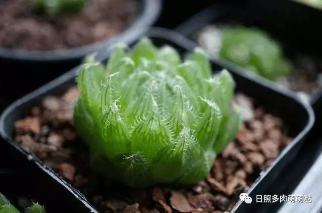 室內(nèi)養(yǎng)多肉適合什么花_適合室內(nèi)養(yǎng)的多肉_多肉適合室內(nèi)養(yǎng)殖