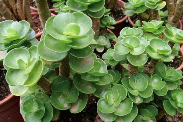 旺財(cái)多肉植物風(fēng)水_旺財(cái)?shù)亩嗳鈅適合家里養(yǎng)的旺財(cái)多肉植物