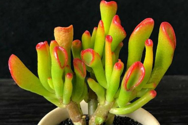 旺財(cái)?shù)亩嗳鈅適合家里養(yǎng)的旺財(cái)多肉植物_旺財(cái)多肉植物風(fēng)水