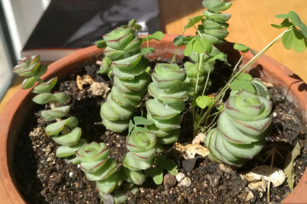 旺財(cái)?shù)亩嗳鈅適合家里養(yǎng)的旺財(cái)多肉植物_旺財(cái)多肉植物風(fēng)水