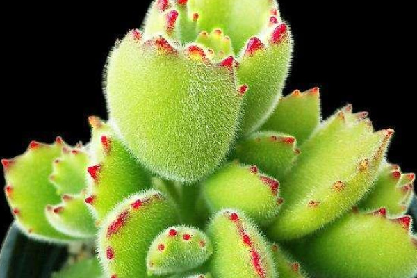 旺財(cái)?shù)亩嗳鈅適合家里養(yǎng)的旺財(cái)多肉植物_旺財(cái)多肉植物風(fēng)水