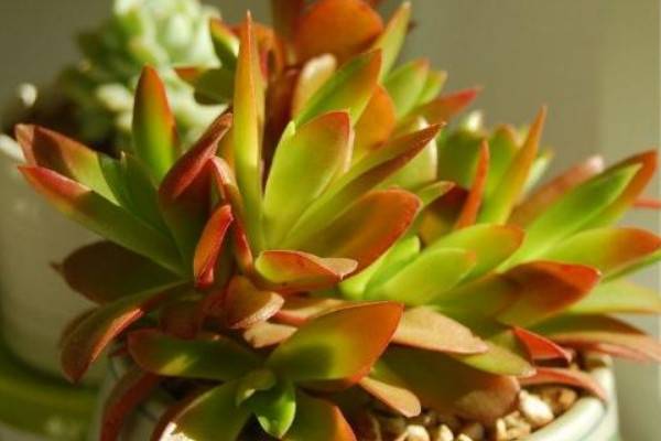 旺財(cái)多肉植物風(fēng)水_旺財(cái)?shù)亩嗳鈅適合家里養(yǎng)的旺財(cái)多肉植物