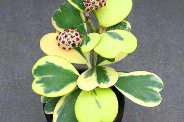 旺財(cái)?shù)亩嗳鈅旺財(cái)多肉植物風(fēng)水_適合家里養(yǎng)的旺財(cái)多肉植物