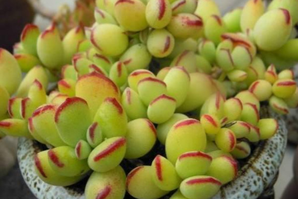 適合家里養(yǎng)的旺財(cái)多肉植物_旺財(cái)?shù)亩嗳鈅旺財(cái)多肉植物風(fēng)水