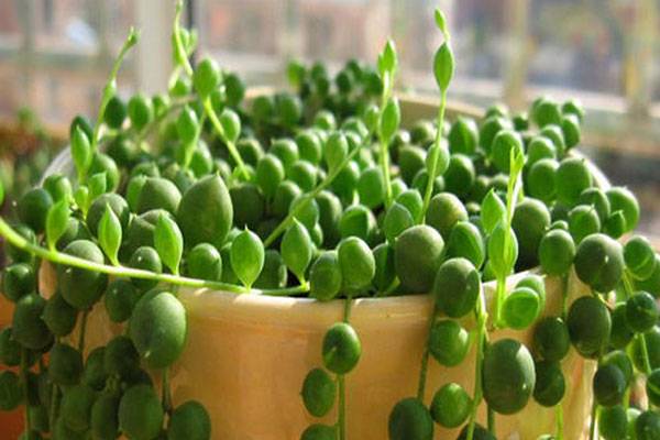 旺財(cái)多肉植物風(fēng)水_旺財(cái)?shù)亩嗳鈅適合家里養(yǎng)的旺財(cái)多肉植物