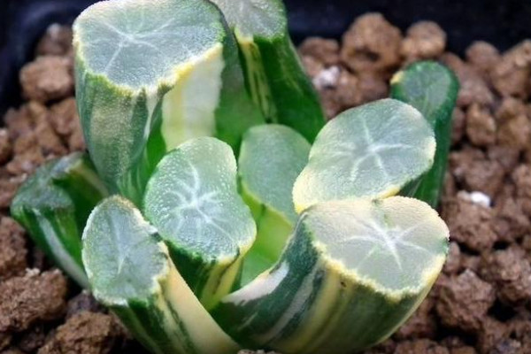 旺財(cái)多肉植物風(fēng)水_適合家里養(yǎng)的旺財(cái)多肉植物_旺財(cái)?shù)亩嗳?/></p>
<p>萬象的寓意為萬象更新，它在多肉植物中屬于名貴品種，株型奇特，有著透明的窗，葉片玲瓏剔透，受到廣大花友的青睞。</p>
<p>10、紅絲玉露</p>
<p><img src=