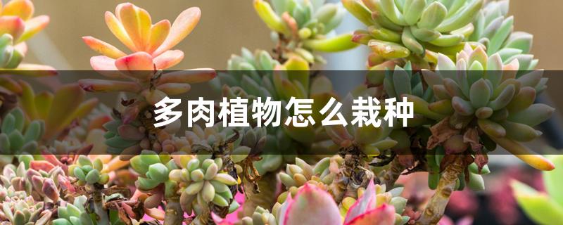 種多肉植物有什么用_栽種多肉植物_多肉植物怎么種