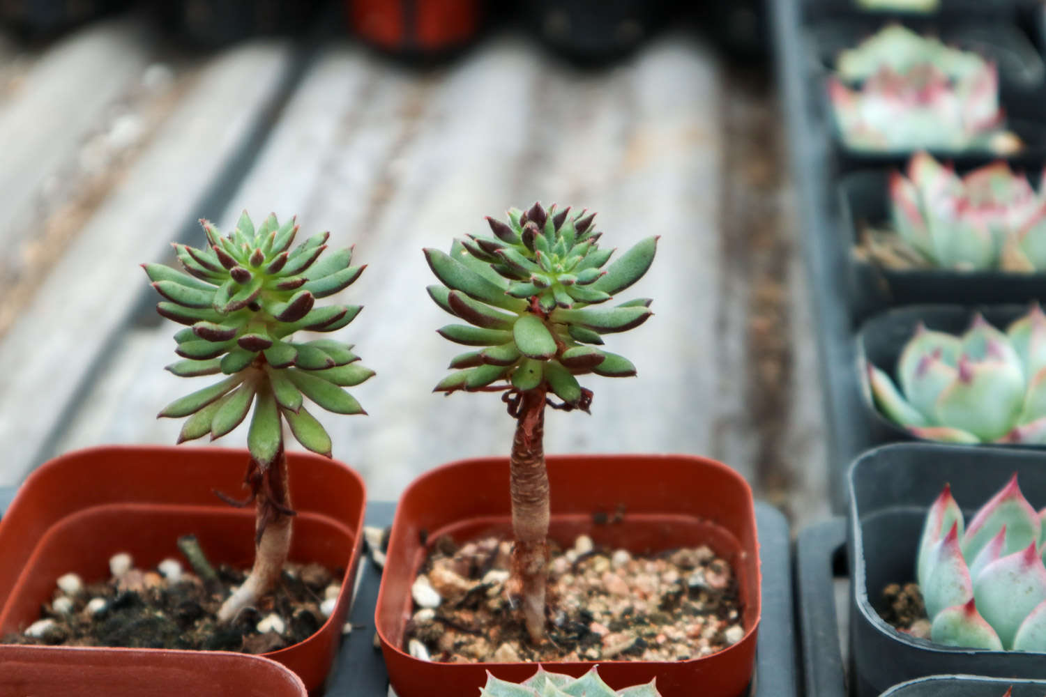 栽種多肉植物_多肉植物怎么種_種多肉植物有什么用