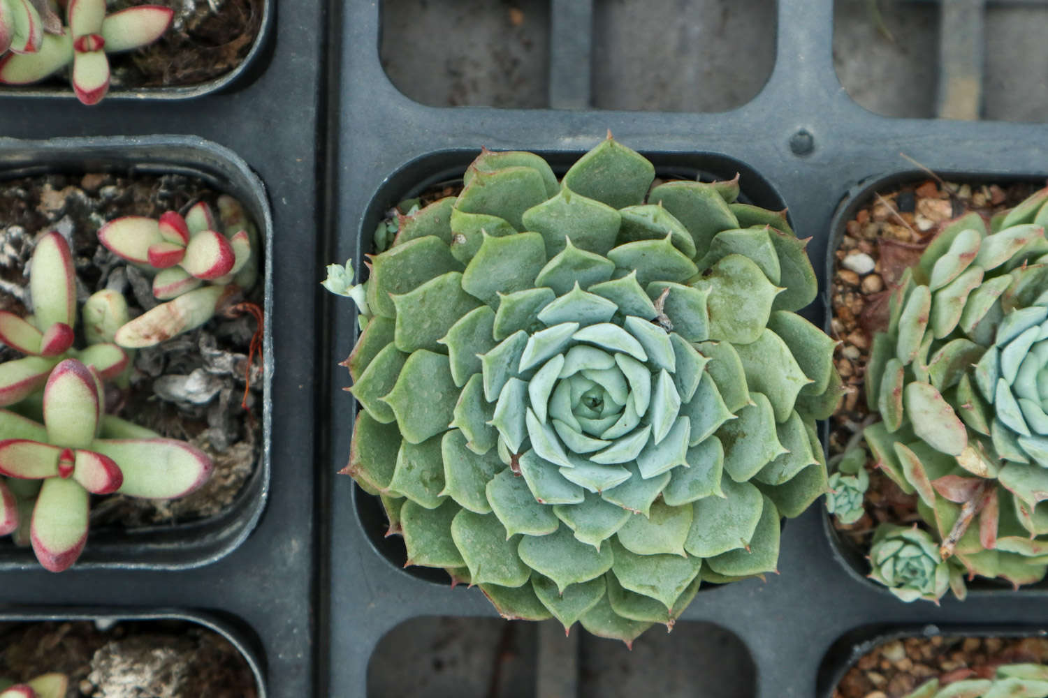 栽種多肉植物_多肉植物怎么種_種多肉植物有什么用