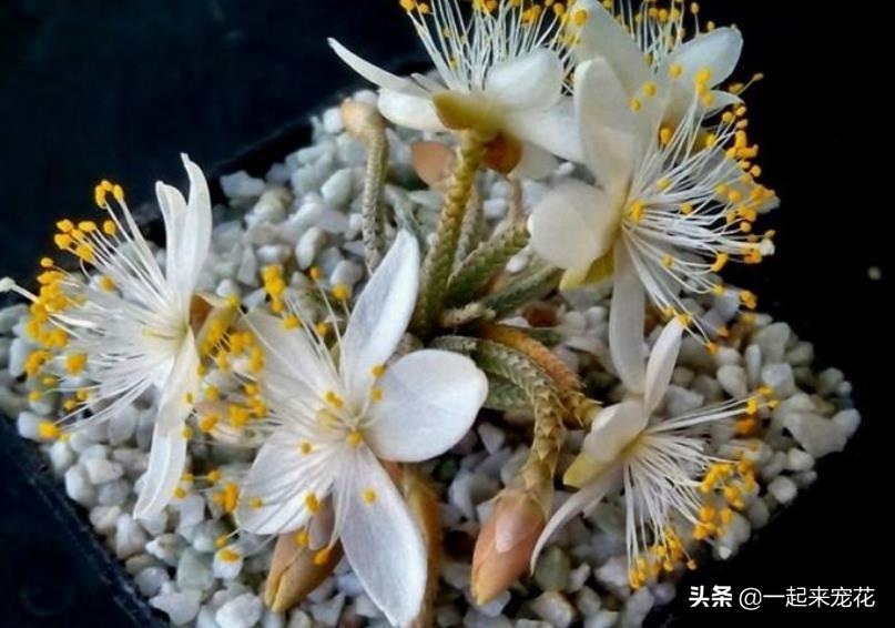 多肉開花有花粉嗎_多肉開花授粉_開粉花的多肉