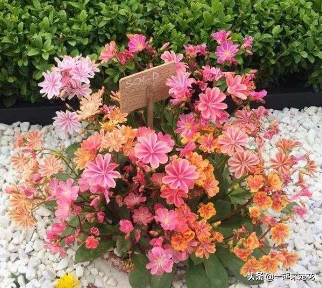 開粉花的多肉_多肉開花有花粉嗎_多肉開花授粉