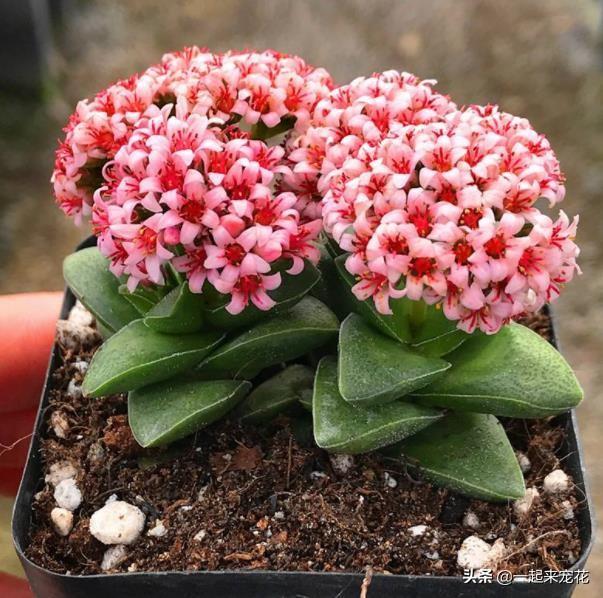 多肉開花有花粉嗎_開粉花的多肉_多肉開花授粉