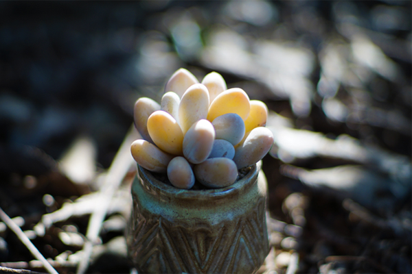 室內(nèi)適養(yǎng)多肉適合什么花盆_室內(nèi)適養(yǎng)多肉適合什么花_多肉適不適合在室內(nèi)養(yǎng)