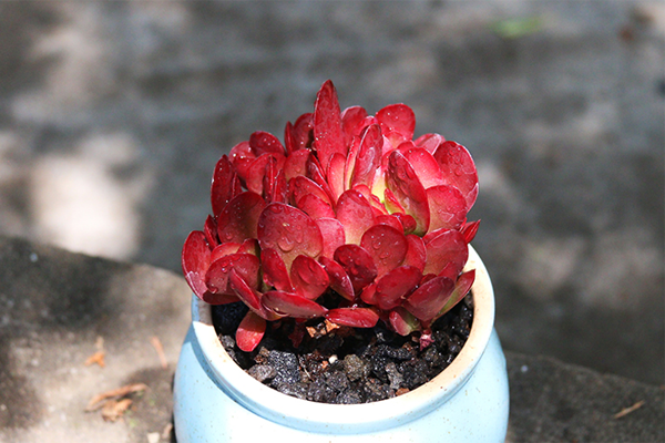 多肉適不適合在室內(nèi)養(yǎng)_室內(nèi)適養(yǎng)多肉適合什么花_室內(nèi)適養(yǎng)多肉適合什么花盆