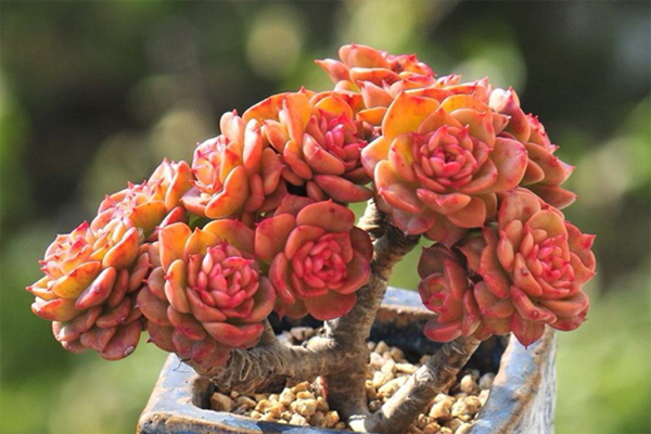 室內(nèi)適養(yǎng)多肉適合什么花盆_室內(nèi)適養(yǎng)多肉適合什么花_多肉適不適合在室內(nèi)養(yǎng)