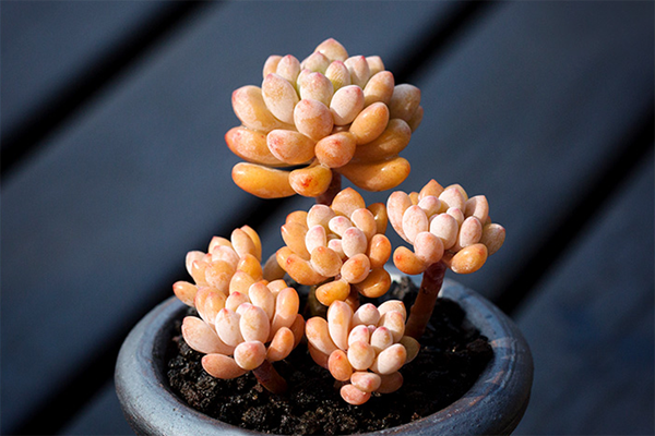 室內(nèi)適養(yǎng)多肉適合什么花盆_室內(nèi)適養(yǎng)多肉適合什么花_多肉適不適合在室內(nèi)養(yǎng)