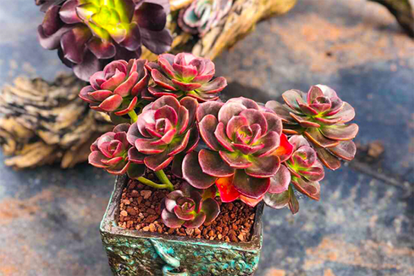 室內(nèi)適養(yǎng)多肉適合什么花_多肉適不適合在室內(nèi)養(yǎng)_室內(nèi)適養(yǎng)多肉適合什么花盆