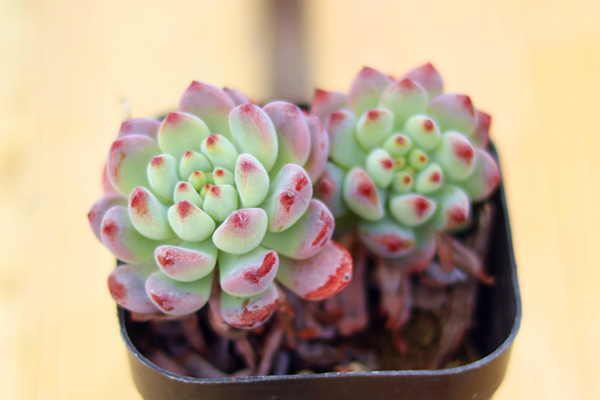 室內(nèi)適養(yǎng)多肉適合什么花盆_多肉適不適合在室內(nèi)養(yǎng)_室內(nèi)適養(yǎng)多肉適合什么花