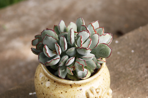 室內(nèi)適養(yǎng)多肉適合什么花_室內(nèi)適養(yǎng)多肉適合什么花盆_多肉適不適合在室內(nèi)養(yǎng)