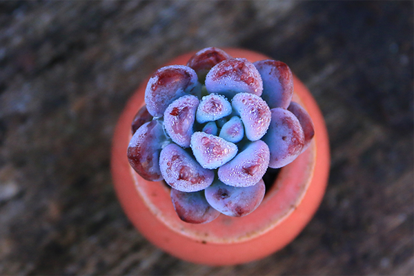 室內(nèi)適養(yǎng)多肉適合什么花盆_多肉適不適合在室內(nèi)養(yǎng)_室內(nèi)適養(yǎng)多肉適合什么花