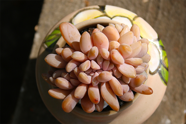 室內(nèi)適養(yǎng)多肉適合什么花_多肉適不適合在室內(nèi)養(yǎng)_室內(nèi)適養(yǎng)多肉適合什么花盆