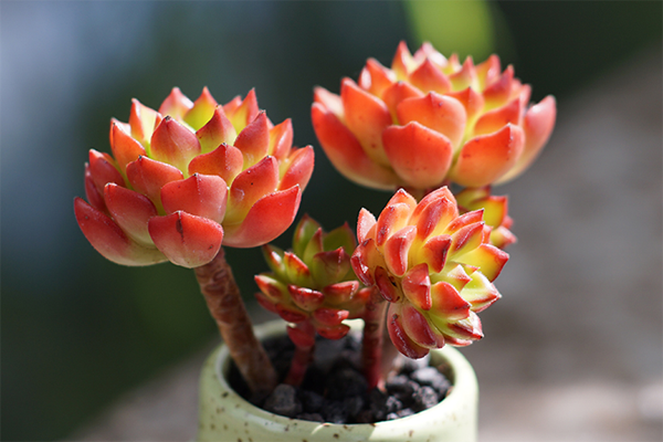 室內(nèi)適養(yǎng)多肉適合什么花盆_室內(nèi)適養(yǎng)多肉適合什么花_多肉適不適合在室內(nèi)養(yǎng)